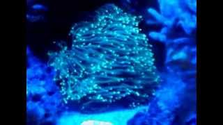 Single MP40 in a 90G Reef in Short-Pulse Mode