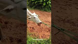veja isso #gado #agro #vaca #shortvideo #shorts #cavalo #montaria #vaqueiro #vaquejada #haras