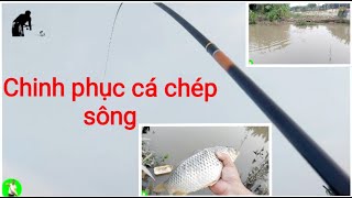 CÂU CÁ CHÉP SÔNG TỰ NHIÊN