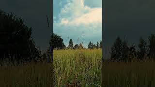 Nature Landscape Vibes | No copyright Background video