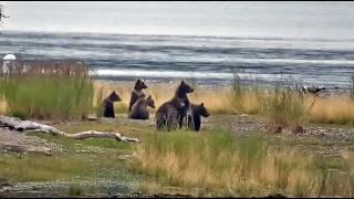 27 Jul 2026: 132s and 335s Hold a Cub Convention (explore.org)