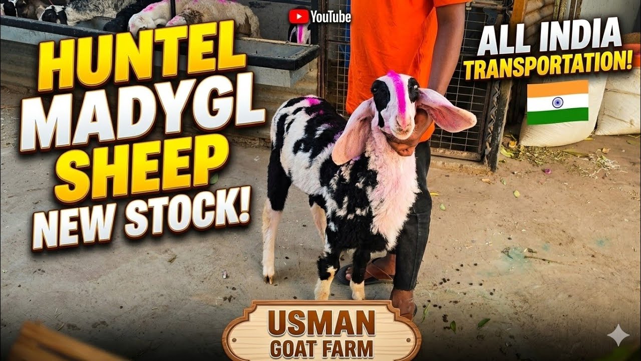 Huntel Madygl Sheep New Stock All India Transportation | Usman Goat Farm Solapur.