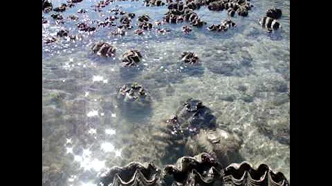 Giant clams closing at low tide.avi