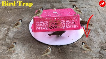Bird Trap Homemade/How to make a Bird Trap Easy/Automatic saving a lot of Bird/Sparrow Trap