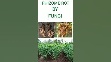 AVAF18 | GINGER CROPS | ORGANIC GINGER | RHIZOME ROT