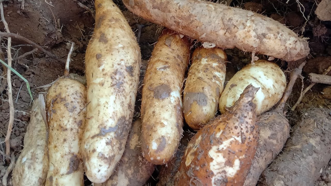 ป๊าด‼️ถึงกับตกใจทั้งใหญ่ทั้งงาม ขุดมันแซง/มันนกปี67