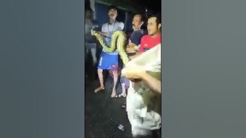 Bagdogra: 20 feet python recovered from Bagdogra Buri Balasan Ashok Nagar Park️.Video by Uma Sha