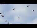 #Pigeons.Касаемо вызова на соревнования!