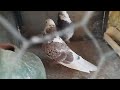 Iranian Hight Flayer Pigeons کبوتر بلندپرواز ایرانی Iranian Hight Flayer Pigeons کبوتر بلندپرواز ایرانی