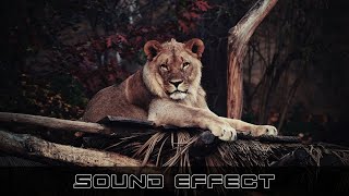Wildlife Lion Roar Cu 21 - Sfx Producer No Copyright Lion Sound Effects