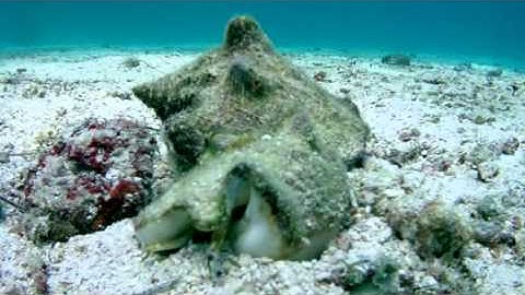 Mating in the Sea