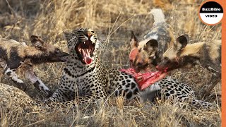 This Leopard is Brutally Assaulted By Wild Dogs