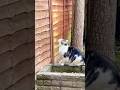 I Think My Neighbour’s Cat Adopted Me 😂🐈