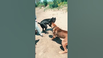 Cane Corsos Fight 😱 #shorts #pets #viral