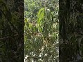 #nature #gardening