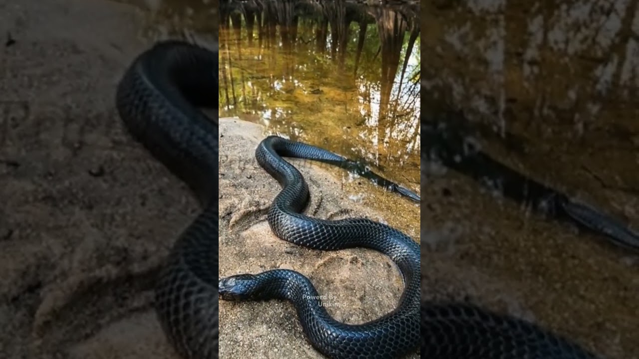 "Terpesona dengan kecantikan dan keangkeran Ular Cobra 🐍✨ 
