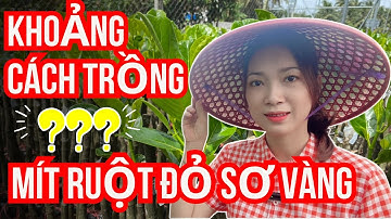 ✅ 4 LƯU Ý QUAN TRỌNG VỀ KHOẢNG CÁCH TRỒNG MÍT RUỘT ĐỎ SƠ VÀNG INDO