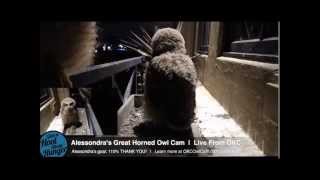 Alessondra's OKC Great Horned Owl Cam Interesting Owl Sounds 4-1-2014