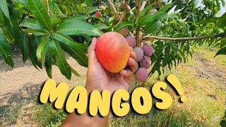 MANGOS | La fruta más exquisita que se produce en Guerrero ¡Se cosechan 100,000 toneladas al año!