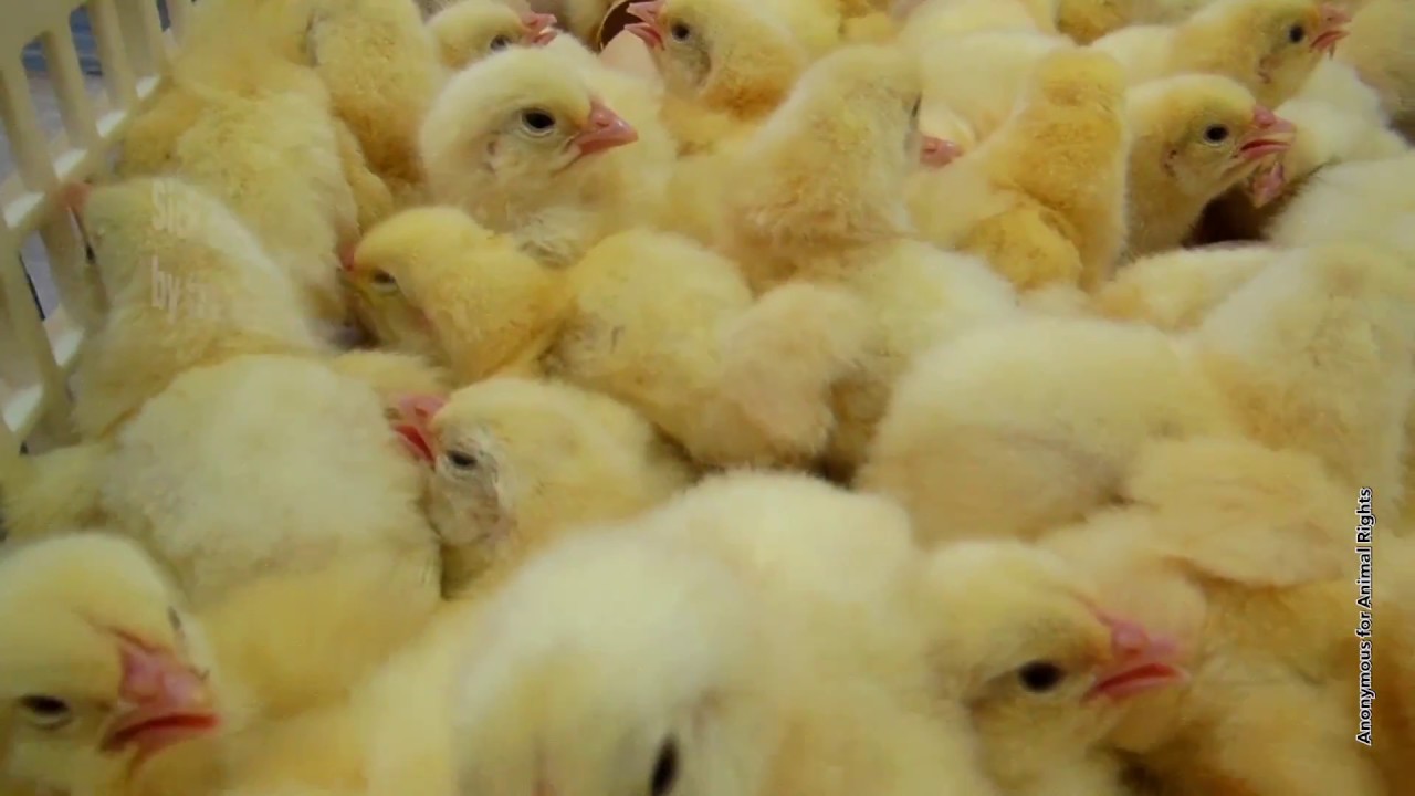 Save the Boy Child The Dairy and Egg Industries Kill Male Calves and