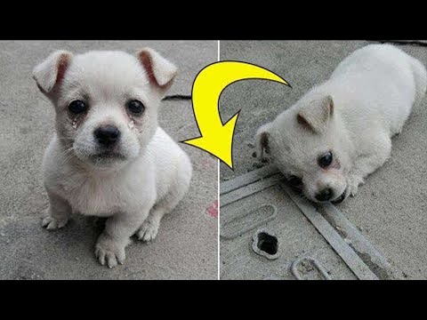 تصویری: اگر توله سگ شما نوازش نشود چه باید کرد