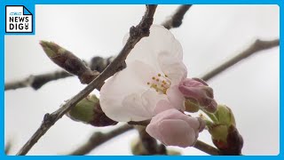 名古屋でも｢桜が開花｣　4月上旬に見ごろを迎える見込み　平年より4日遅く去年より11日遅い開花　