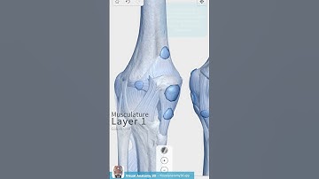 Visual Anatomy 3D : Patella