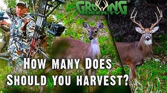 growing deer tv youtube