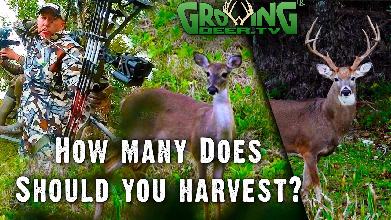 How Many Bucks Should I Harvest? 