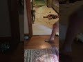 crazy kitten workout!