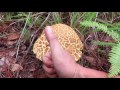 Hunting chicken egg mushroom in forest pine