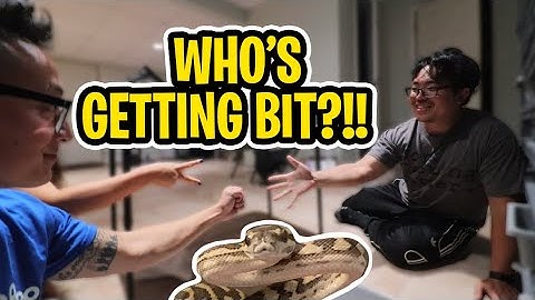 HANDLING OUR BABY CARPET PYTHON!YIKES!! #snakebite #reptiles #carpetpython