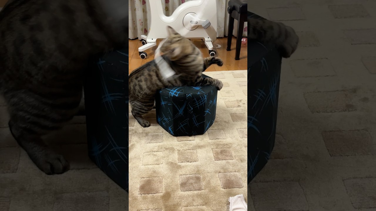 新しい遊び方|ヒモが大好きトラジ #猫 #cat #ペット 興奮しすぎわろた