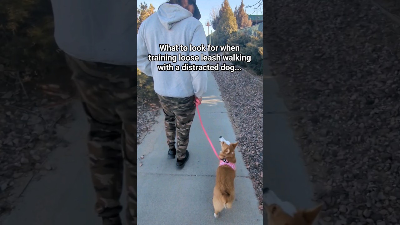 Training a corgi pup loose leash walking 