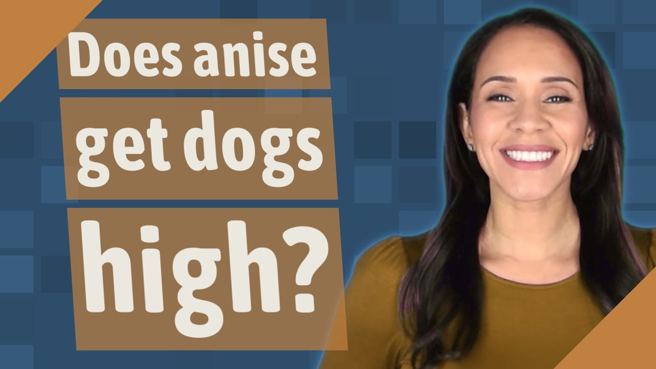 Does anise get dogs high? - YouTube