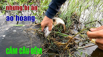 Cắm Câu Đêm Những Bí Ẩn Ao Hoang / Night Fishing Mysteries of Wild Ponds | Tâm Râu Vlog #171