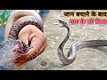 मरते हुए नाग की जान बचाने के बाद नाग ने जो किया | देख कर दंग रह जाएंगे | India Cobra Snake .........