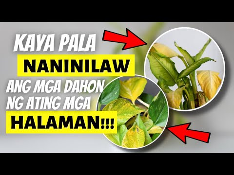 Video: Nalalanta ang mga Halaman ng Fuchsia: Ano ang Gagawin Kapag Nalalanta ang mga Dahon ng Halaman ng Fuchsia
