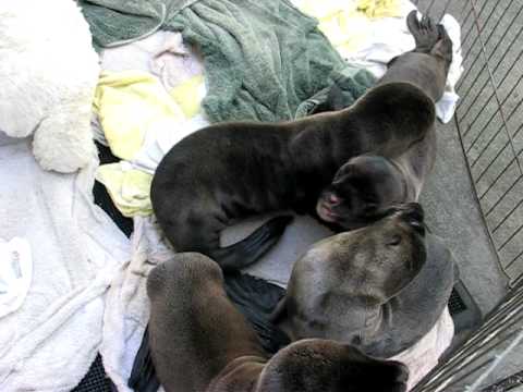 The Marine Mammal Center Cares for Five Sea Lion P...