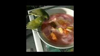 masteran pleci nembak unik