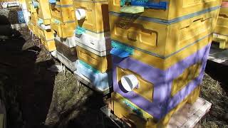 ошибки пчеловода в апреле , которые могут привести к болезни пчел и плохому весеннему развитию