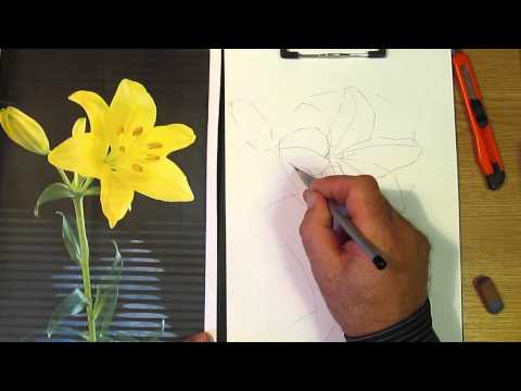 Как рисовать лилию. Часть 1. Урок 28. How to draw a lily. Lesson 28
