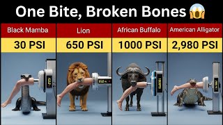 Animals That Can Break Bones With One Bite Bite Force Comparison Psi
