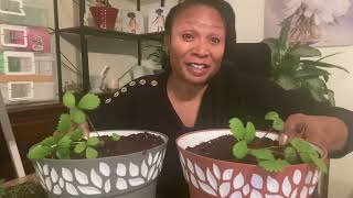 Up potting Georgia Collards and Strawberry seedlings/ Garden cleanup/ Fried okra and zucchini ❤️😊💚