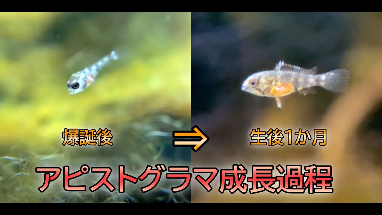 熱帯魚]アピストグラマ稚魚成長過程。爆誕～生後1か月 - YouTube