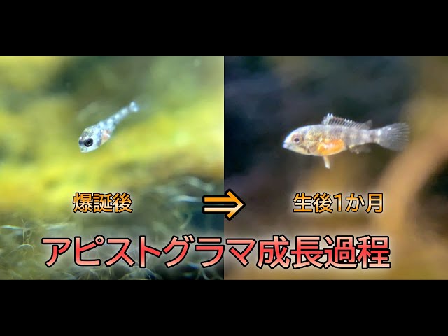 熱帯魚]アピストグラマ稚魚成長過程。爆誕～生後1か月 - YouTube
