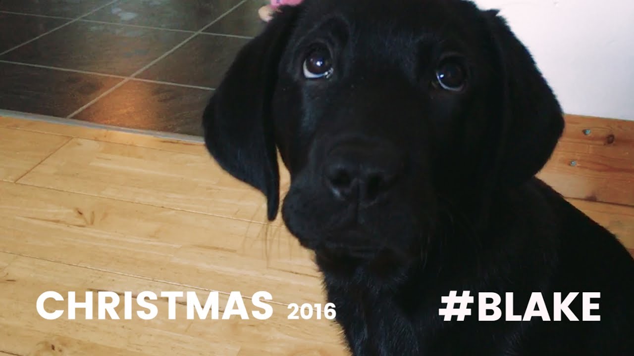 ❛Anårchy in the DK❜ Episode III: Bonus Blog - CHRISTMAS 2016