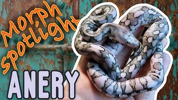 Super Dwarf Morphs [Anery!!]