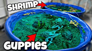 Breeding 100's Of Guppies In Pool Pond?!?