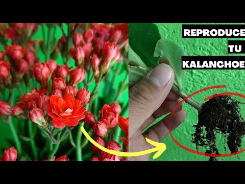 Video: Reproducción De Kalanchoe (16 Fotos): ¿cómo Propagarlo Con Hojas Y Esquejes En Casa? ¿Cómo Plantar Un Kalanchoe Floreciente?